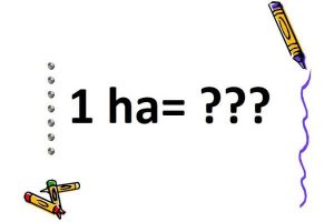 1 ha bằng bao nhiêu m2? Công cụ quy đổi đơn vị nhanh nhất